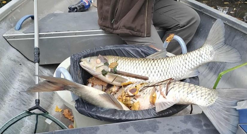 Kritikus a vízminőség az Élővíz-csatorna békéscsabai és gyulai szakaszán