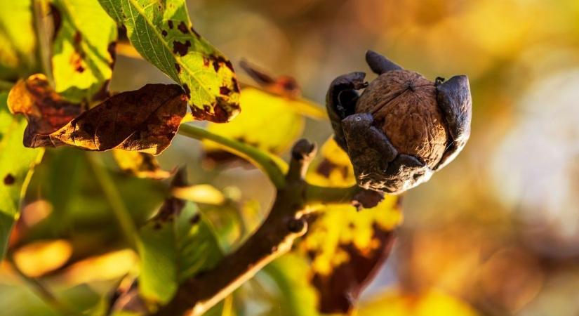 Tovább szenvednek a hazai diófák, de most nemcsak a kártevők miatt