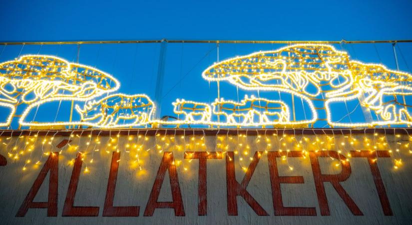 Fényárban úszó tevék és majmok, így fest a kivilágított állatkert - fotók, videó