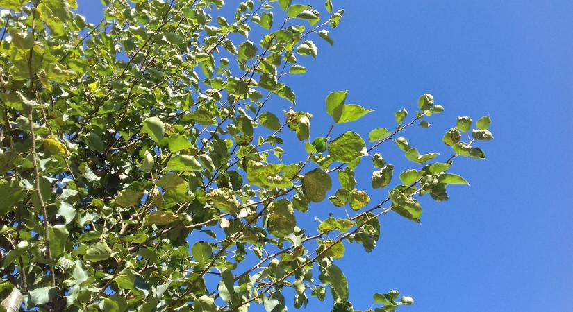 Mitől foltosodott az égerfa levele?