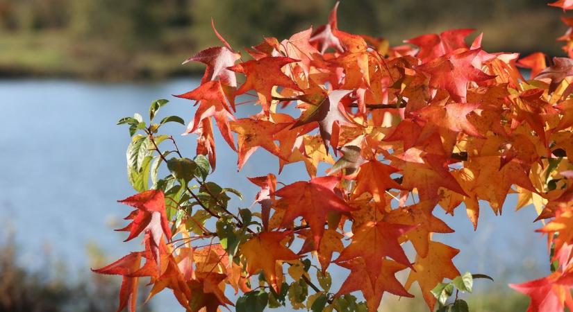 Beköszönt az igazi november – ilyen idő vár ránk a héten