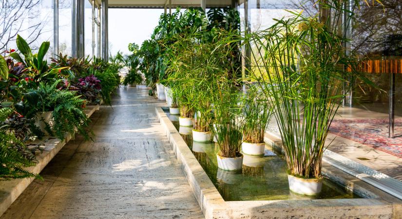 Kerti növényeink beltéri teleltetése