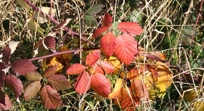 A legkevesebb csapadék a Tiszántúlon hullott októberben