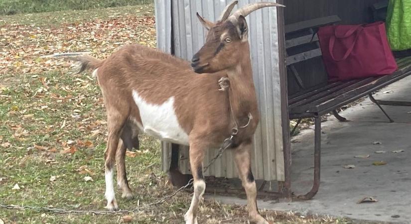 Kecske várta a buszt a város egyik megállójában