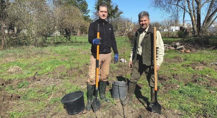 Környezetbarát kertészeti megoldások menthetik meg a városi klímát, Kecskeméten már elindult a változás