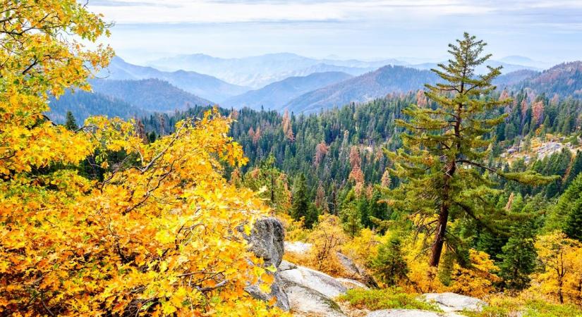 Élve került elő az eltűnt vadász – 20 napon át bolyongott a vadonban