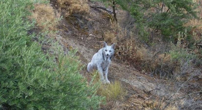 Szenzáció: egy eddig soha nem látott állatot kaptak lencsevégre Spanyolországban