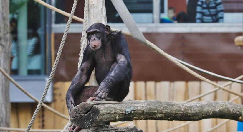 Meglepő felfedezés: a csimpánzok is képesek felülvizsgálni döntéseiket