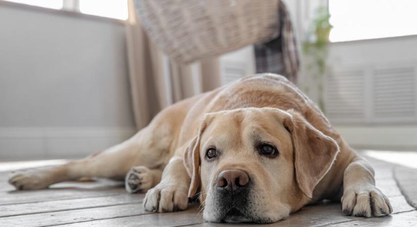Egy büdös zokni életet mentett – előkerült a 93 éves nyugdíjas elveszett labradorja