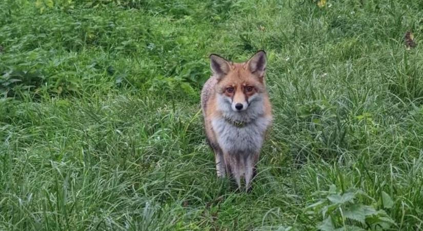 „Beszereztem egy rókát, és megoldott minden gondot!” – imádja a net a hisztikirálynő Lucát