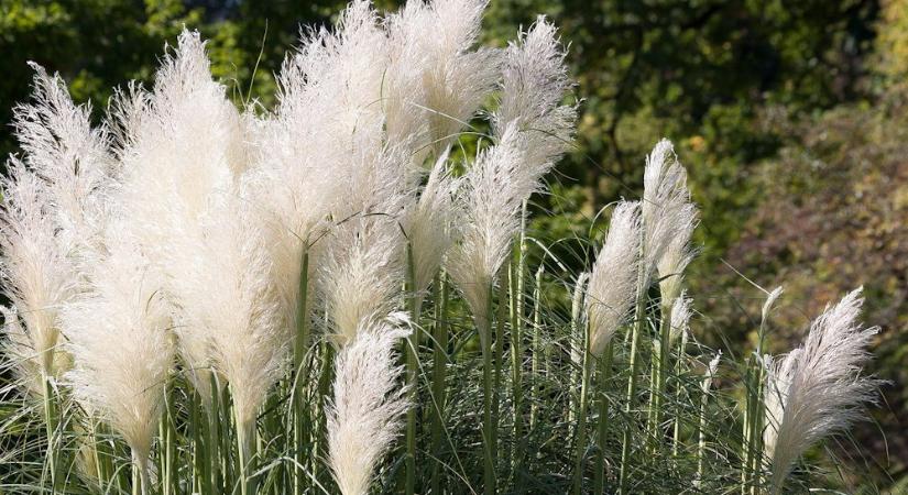 Miért nem szabad novemberben levágni a díszfüveket? – A kert téli kabátja, amit kár lenne levetni