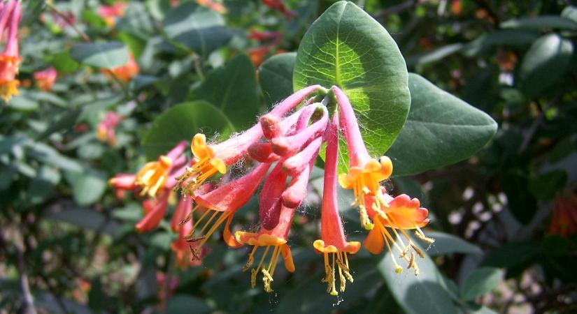 Jerikói lonc – a kerti romantika titkos illatbombája