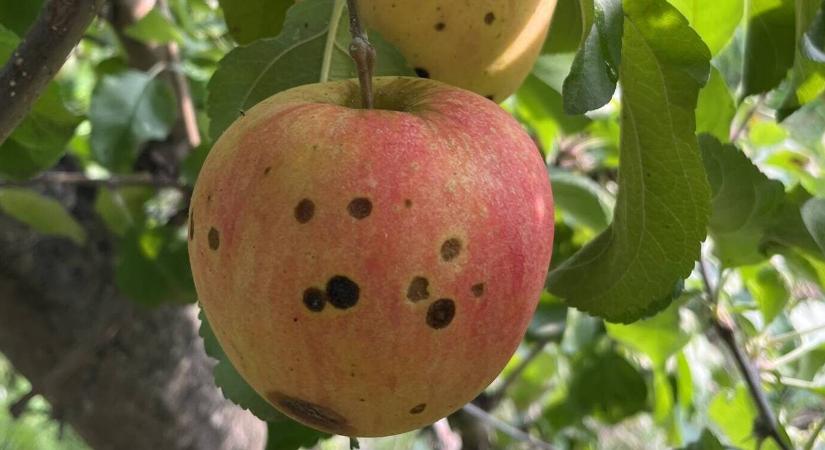 Kertészeti növényvédelmi előrejelzés: még mindig tart a szezon!