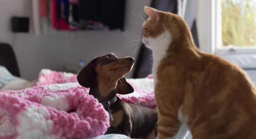 Szülői típusok: milyen a kutya és macska gyereknevelési stílus?