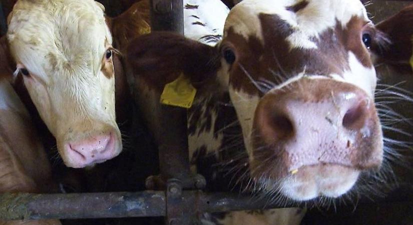 Kéknyelv betegség a határ közelében, már Burgenlandban is jelentettek eseteket