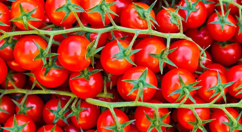 Ilyen paradicsommal van tele sok piac: durva, honnan jön az áru