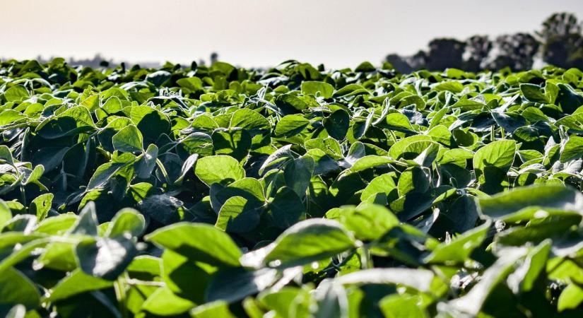 Félmillió hektár kukorica tűnt el – a szója töltheti be az űrt?