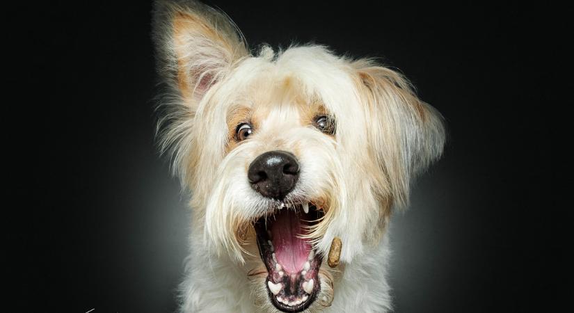 Világsztár kutyafotós Budapesten! Ekkor érkezik Christian Vieler