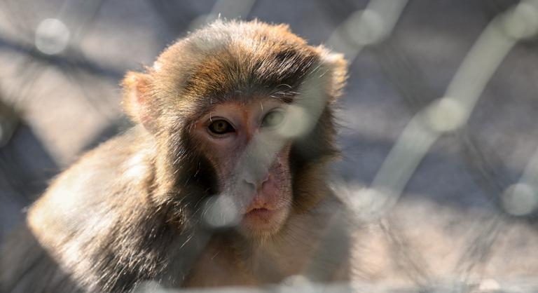 Végül egy anyuka lőtte le az egyik szökött kísérleti majmot a saját udvarában