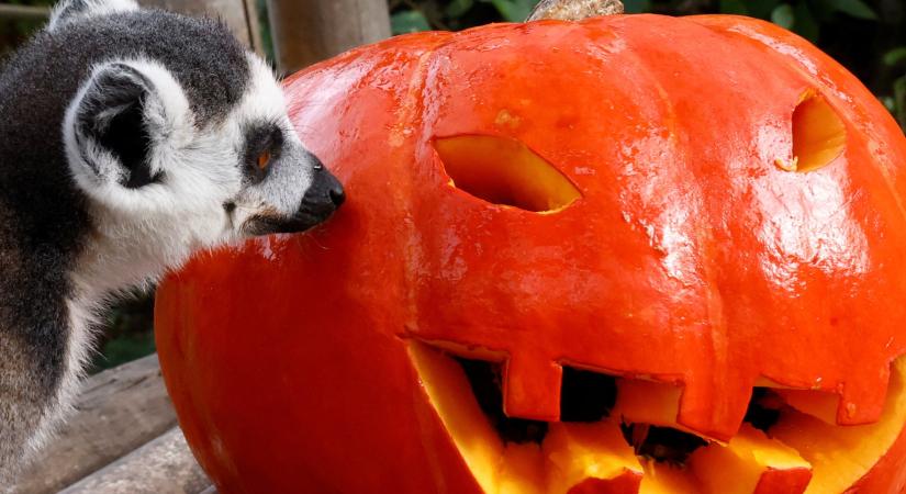 Nem tudja mit csináljon a kifaragott halloween tökökkel? Ezt semmiképpen ne tegye!