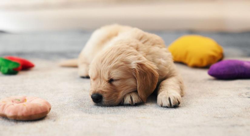 Felszámolják a kisállat temető sírhelyeit Ikrényben, ha nem fizet a gazdi