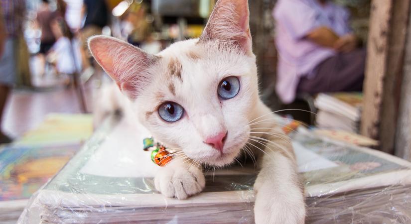 A legendás bolti cicák New Yorkban: az új környezetben is régi szerepükben tündökölnek