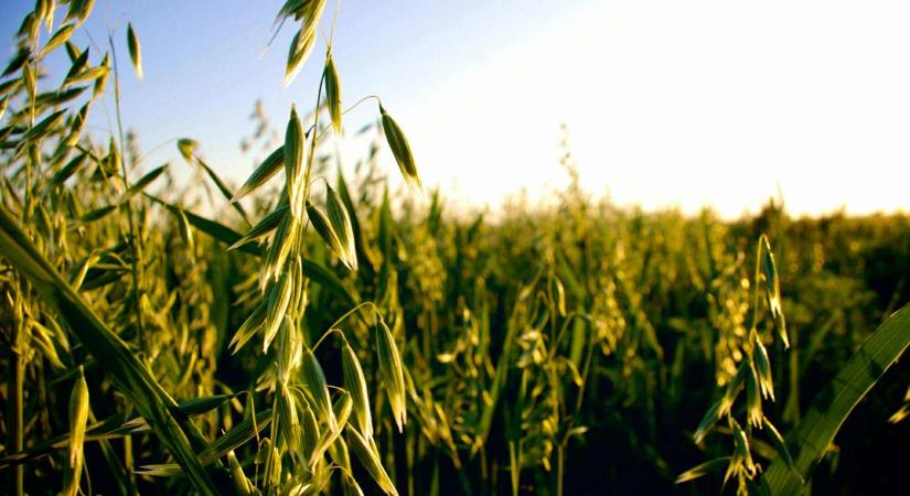 Az ökológiai növénytermesztésbe vont területek átállása és az átállási idő rövidítése