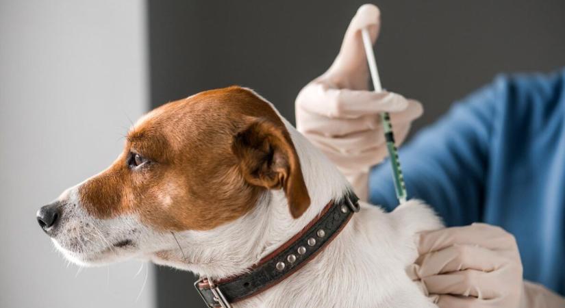 Ingyenes veszettség elleni oltás háziállatoknak Csapon