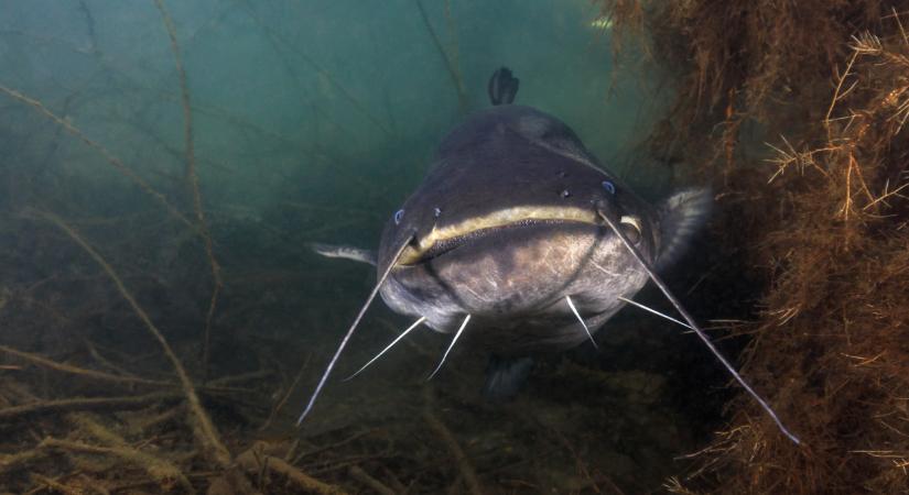 Ilyet még nem láttál: rekordméretű halat fogtak ki a Dunából