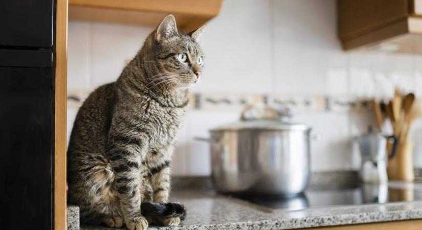 Egyedül hagyták a macskát a pécsi lakásban - Ami ezután történt, rémálmukban sem gondoltak