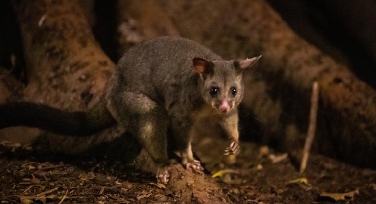 Sosem találná ki, melyek a világ legmérgezőbb állatai
