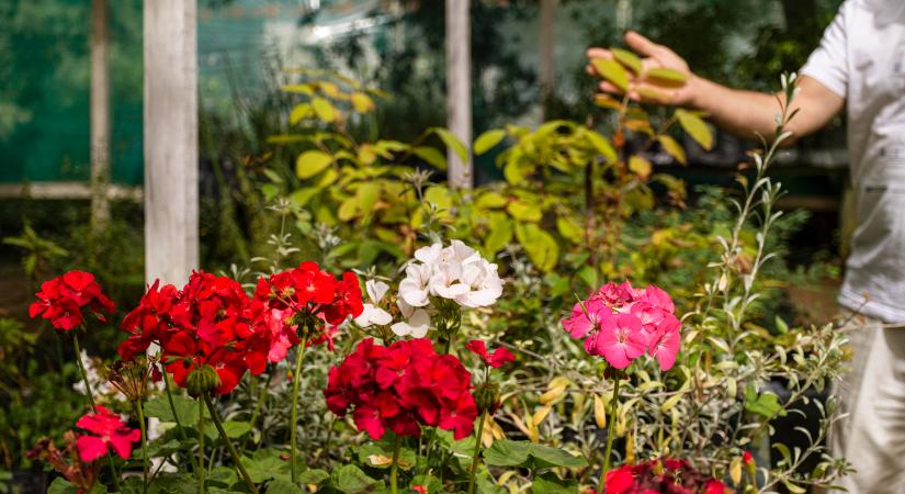 5 tipp, ami segít a kerti növények teleltetésében