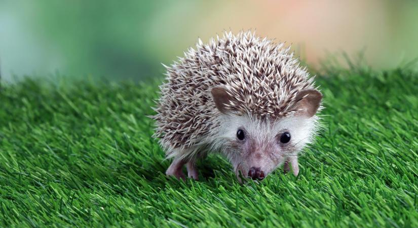 Óvatosan bolygassuk a lombhalmokat, rőzserakásokat – vigyázzunk a sünökre!