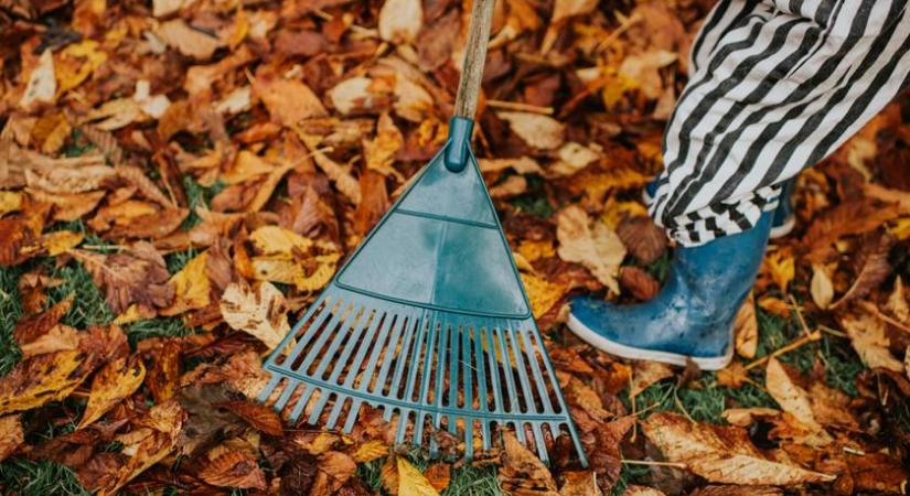 Ezt soha ne tedd ősszel a kertedben: egyetlen mozdulat is tragédiát okozhat