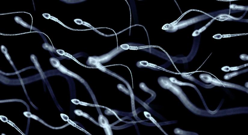 Új korszakot nyithat a meddőség kezelésében a mesterséges intelligencia