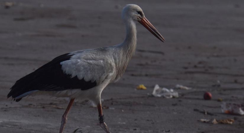 Szemétből vacsora? Afrika helyett a sashegyi hulladékudvart választották ezek a gólyák