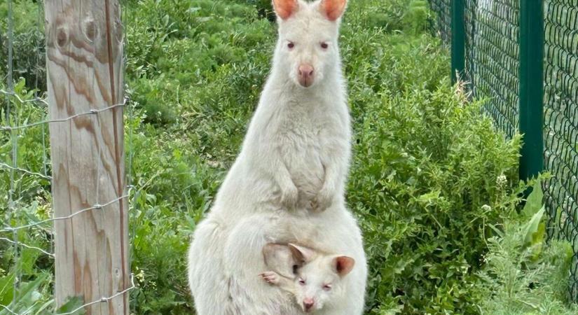 Ellopták a fiatal kengurut - Csomó pénzt kaszálhatsz, ha megtalálod