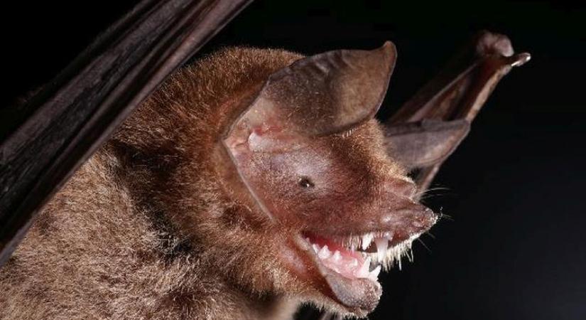Brazíliában is találtak koronavírusos denevéreket, ami azt jelzi, hogy nem csak Ázsia lehet veszélyforrás