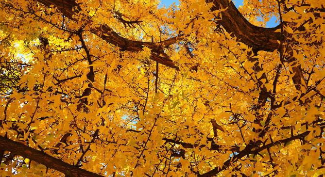 Sárga ruhát öltött a ginkgo biloba Keszthelyen