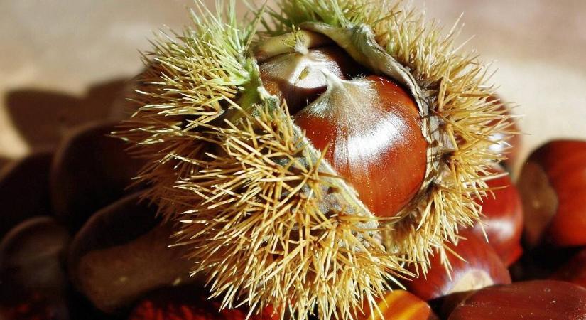 Fagyasztott gesztenye: a házi tartósítás titkai