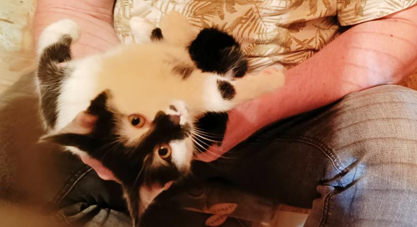 Huszonnégy mentett életért kérik a város támogatását a vásárhelyi állatvédők