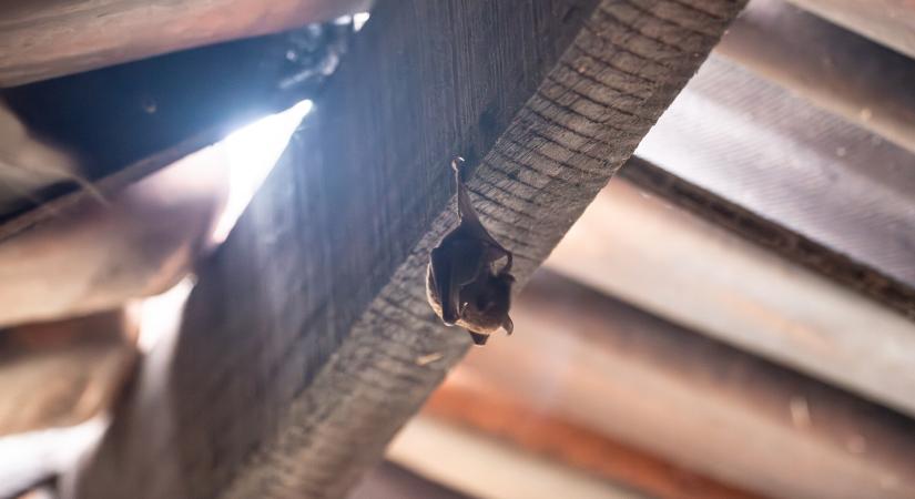 Brazíliából jöhet a következő koronavírus: aggasztó felfedezést tettek kutatók