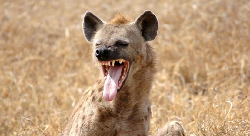 Ezért növesztenek a nőstény hiénák pszeudopéniszt
