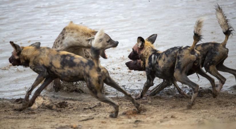 Oroszlán mentett meg egy hiénát a vadkutyáktól