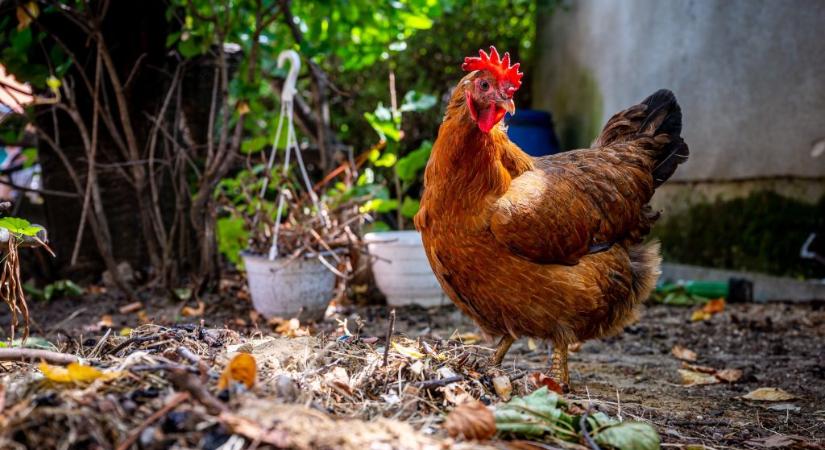 Miért éppen tyúkot eszünk és nem sirályt?