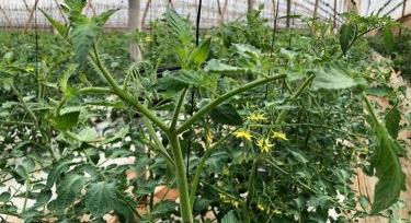 Paradicsom: november közepétől túlkínálat várható