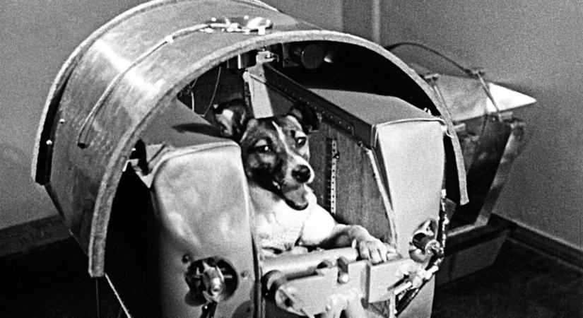 Lajka – az űr magányos hőse, aki sosem térhetett vissza
