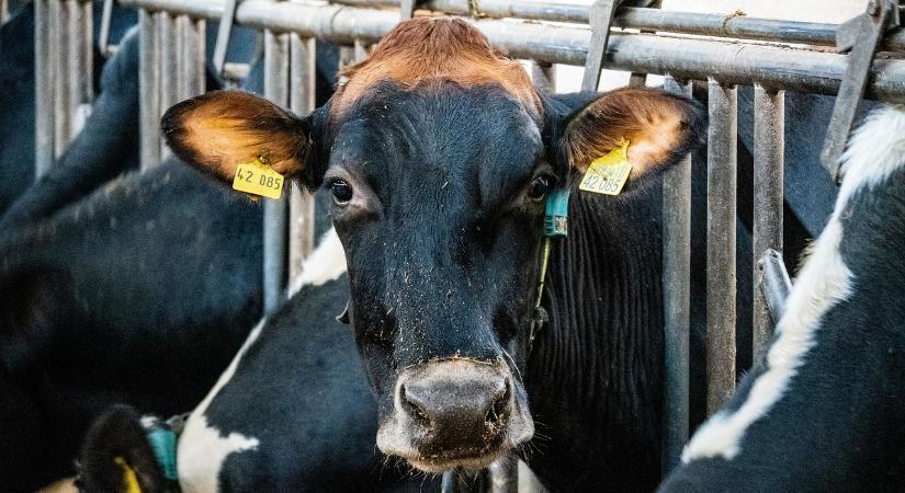 Közleményt adtak ki az óvoda- és iskolatej program szállítási szerződéseiről