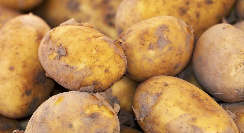 Megnőtt a hazai burgonya import, továbbra is Franciaország a legfőbb beszállító
