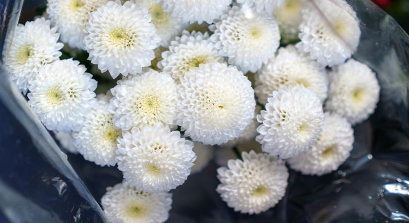 Aranyat érő növény lapul a magyar kertekben: hihetetlen, mi mindenre jó